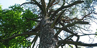 The Giant Pine 