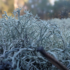 Зимнее меню из лишайников для лесных обитателей Беловежской пущи