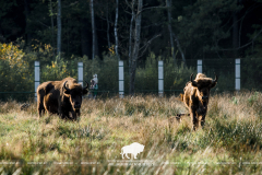 Open-air cages with wild animals