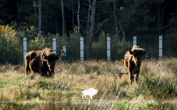 Open-air cages with wild animals