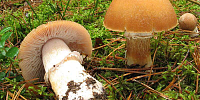 Грибы «курочки» (колпак кольчатый - лат. Cortinarius caperatus)