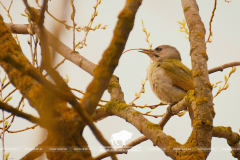 1 апреля – Международный день птиц 