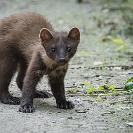 Ружейная охота