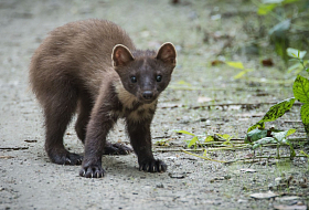 Ружейная охота