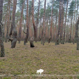 Танцующие деревья