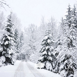 Зимняя сказка в Беловежской пуще: открываем сезон активного отдыха! 