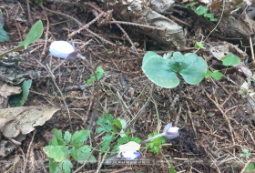 Первые краски весны