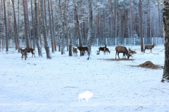 Open-air cages with wild animals