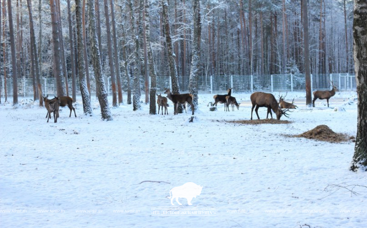 Open-air cages with wild animals