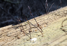 Еще один новый вид грибов для Беловежской пущи!