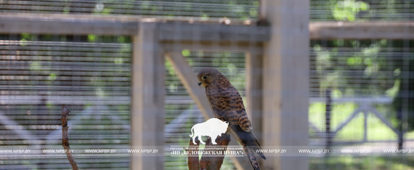 Пустельга (лат. Falco tinnunculus)