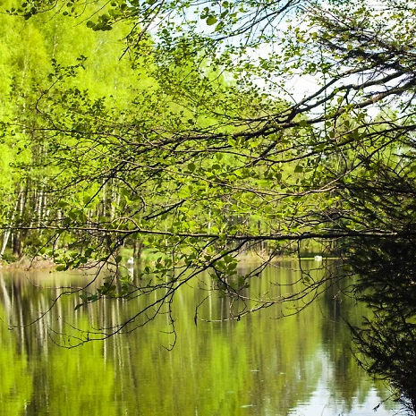 Lake ring