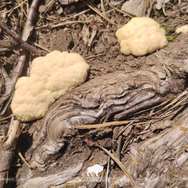 Лесная зефирка