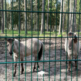 В экскурсионные вольеры ГПУ НП «Беловежская пуща» прибыло 5 потомков тарпанов