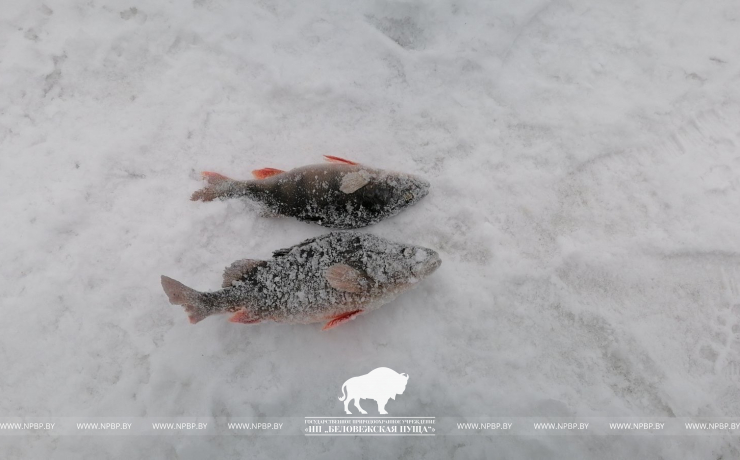 Согласно итогам профсоюзных соревнований в Беловежской пуще: кто стал лучшим рыбаком?