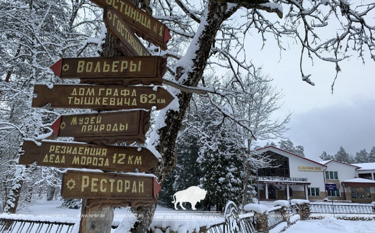 Снежные выходные в Беловежской пуще