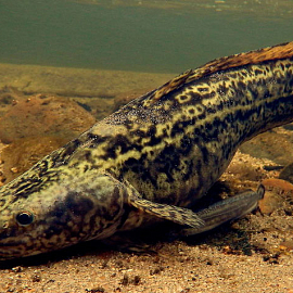 Запрет на ловлю налима в Беловежской пуще: сроки и штрафы