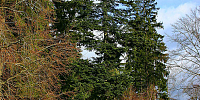 White fir-tree