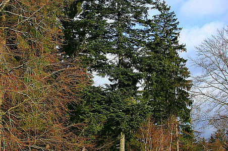 White fir-tree