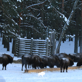 Период подкормки диких животных в Беловежской пуще