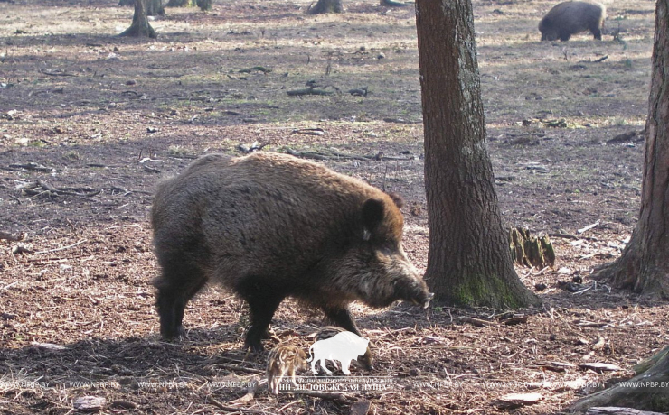 Звериный переход