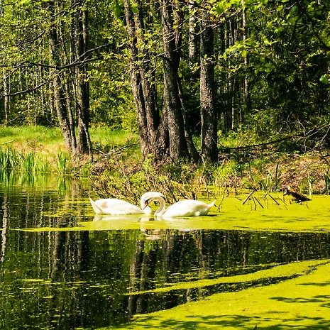 Lake ring