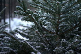 Как избежать проблем с законом при покупке новогодней ели?