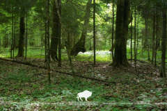 Pagan oak forest