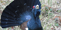 Forest Hunting Farm "Vygonovskoye" invites everyone to grouse dancing!