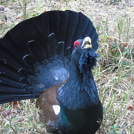 Forest Hunting Farm "Vygonovskoye" invites everyone to grouse dancing!