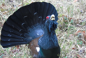 Forest Hunting Farm "Vygonovskoye" invites everyone to grouse dancing!